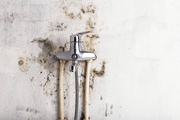Best Fast Mold Removal  in Lake Montezuma, AZ
