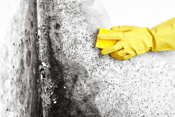 Best Crawl Space Mold Removal  in Lake Montezuma, AZ