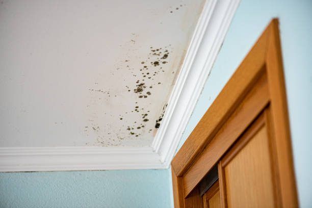 Best Mold Cleaning Services  in Lake Montezuma, AZ