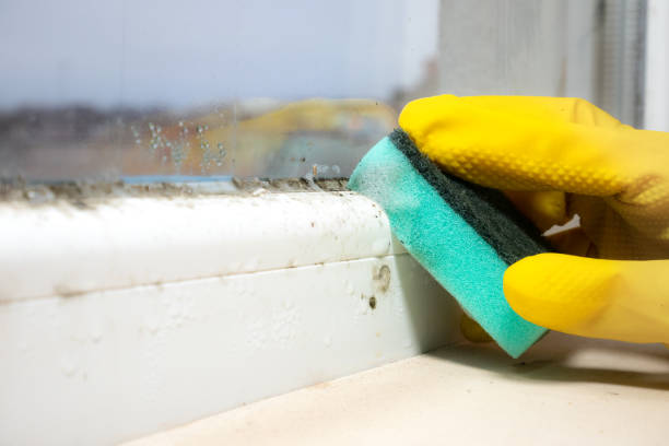 Best Mold Damage Repair  in Lake Montezuma, AZ