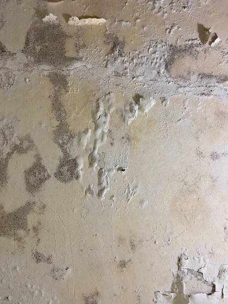 Best Toxic Mold Removal  in Lake Montezuma, AZ