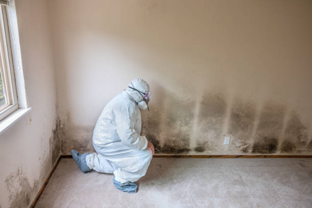 Certified Mold Removal in Lake Montezuma, AZ