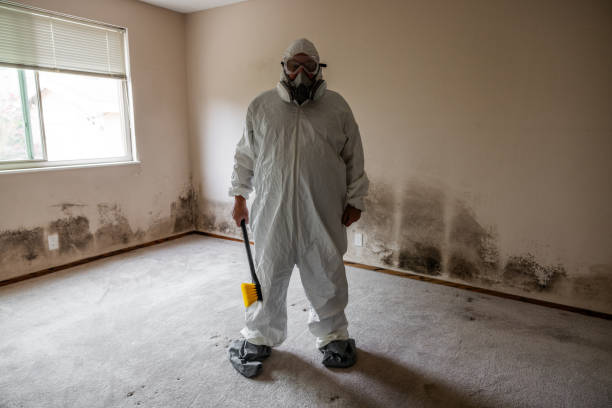 Best Office Mold Removal Services  in Lake Montezuma, AZ
