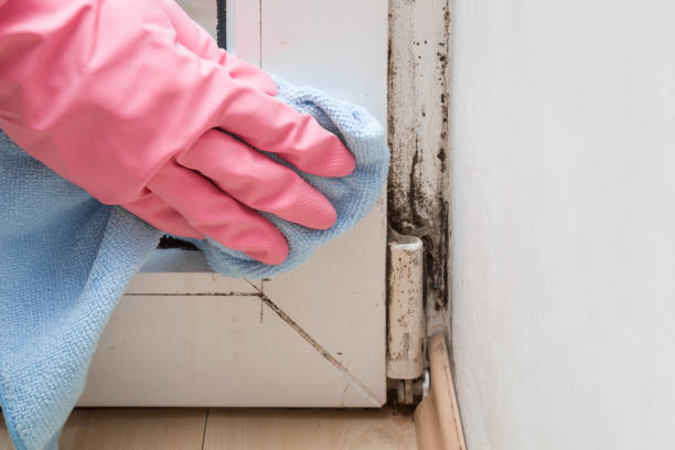 Best Commercial Mold Removal  in Lake Montezuma, AZ